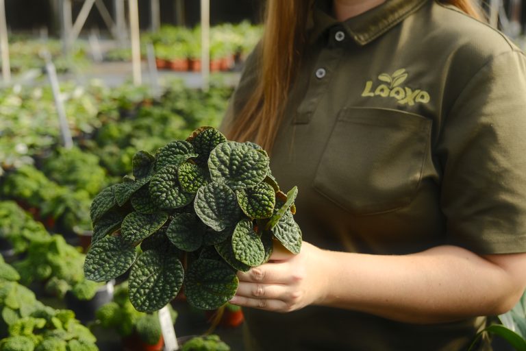 Copy of _DSF1300 (1)